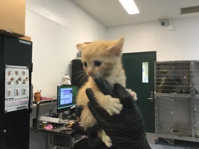 A baby small-sized male Domestic Short Hair cat named Mary Mark for adoption in Thousand Palms, CA