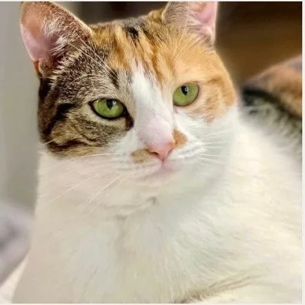 An adult large-sized female Brown / Chocolate Domestic Medium Hair cat named Ginger for adoption in West Palm Beach, FL