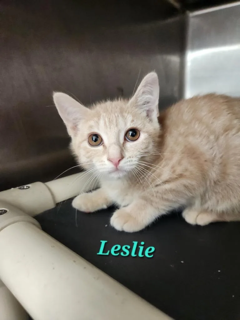 A baby small-sized female Domestic Short Hair cat named Leslie for adoption in Cambridge, MD