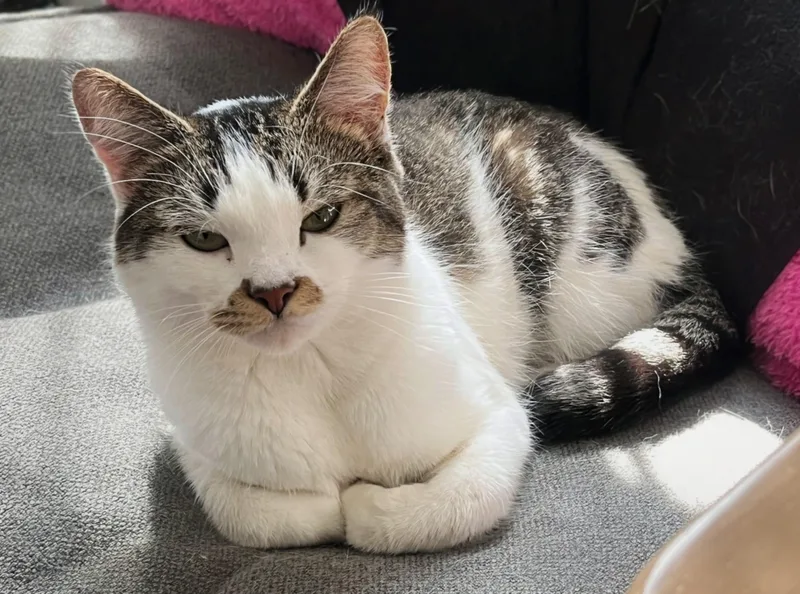A baby small-sized female Gray & White Domestic Short Hair cat named Sprout for adoption in Ridgewood, NY