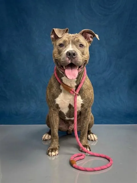 An adult medium-sized female Pit Bull Terrier dog named Kelly for adoption in Peoria, IL