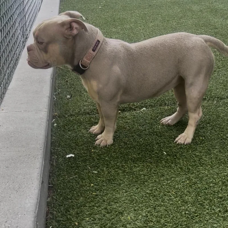 A young medium-sized female American Bulldog dog named Namari for adoption in Galveston, TX