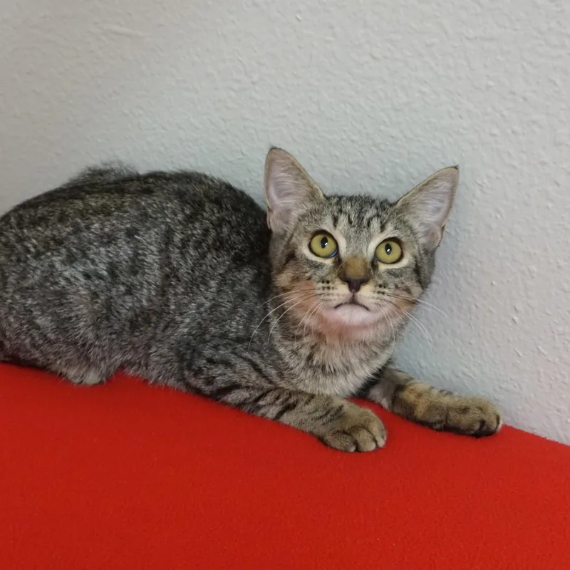 A baby small-sized female Domestic Short Hair cat named Sophia Barras for adoption in Fountain Hills, AZ