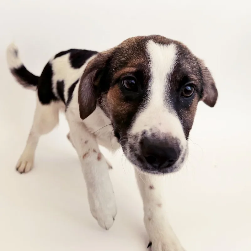 A baby small-sized female Mixed Breed dog named Lilly for adoption in Saint Louis, MO