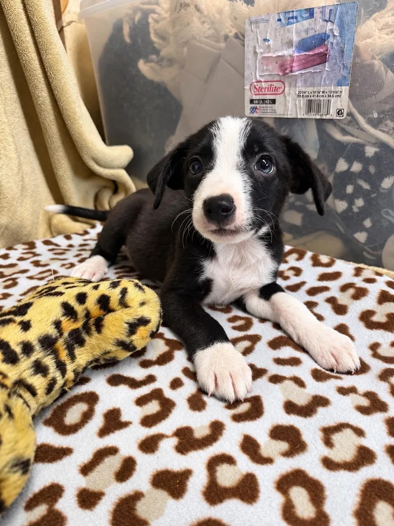 A baby medium-sized male White / Cream Labrador Retriever dog named Ash for adoption in Randolph, NJ