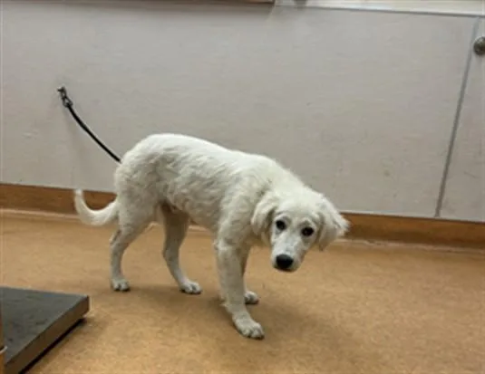 A baby small-sized male Great Pyrenees dog named Spindle for adoption in Martinez, CA