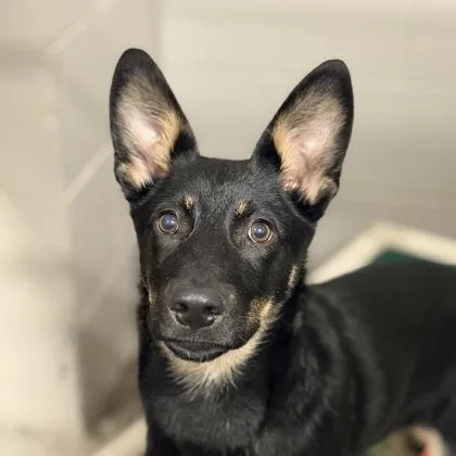 A baby large-sized male Black German Shepherd Dog dog named Sheriff for adoption in Sacramento, CA