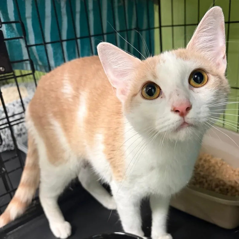 A young medium-sized female Cream / Ivory Domestic Short Hair cat named Roxy for adoption in Webster, TX