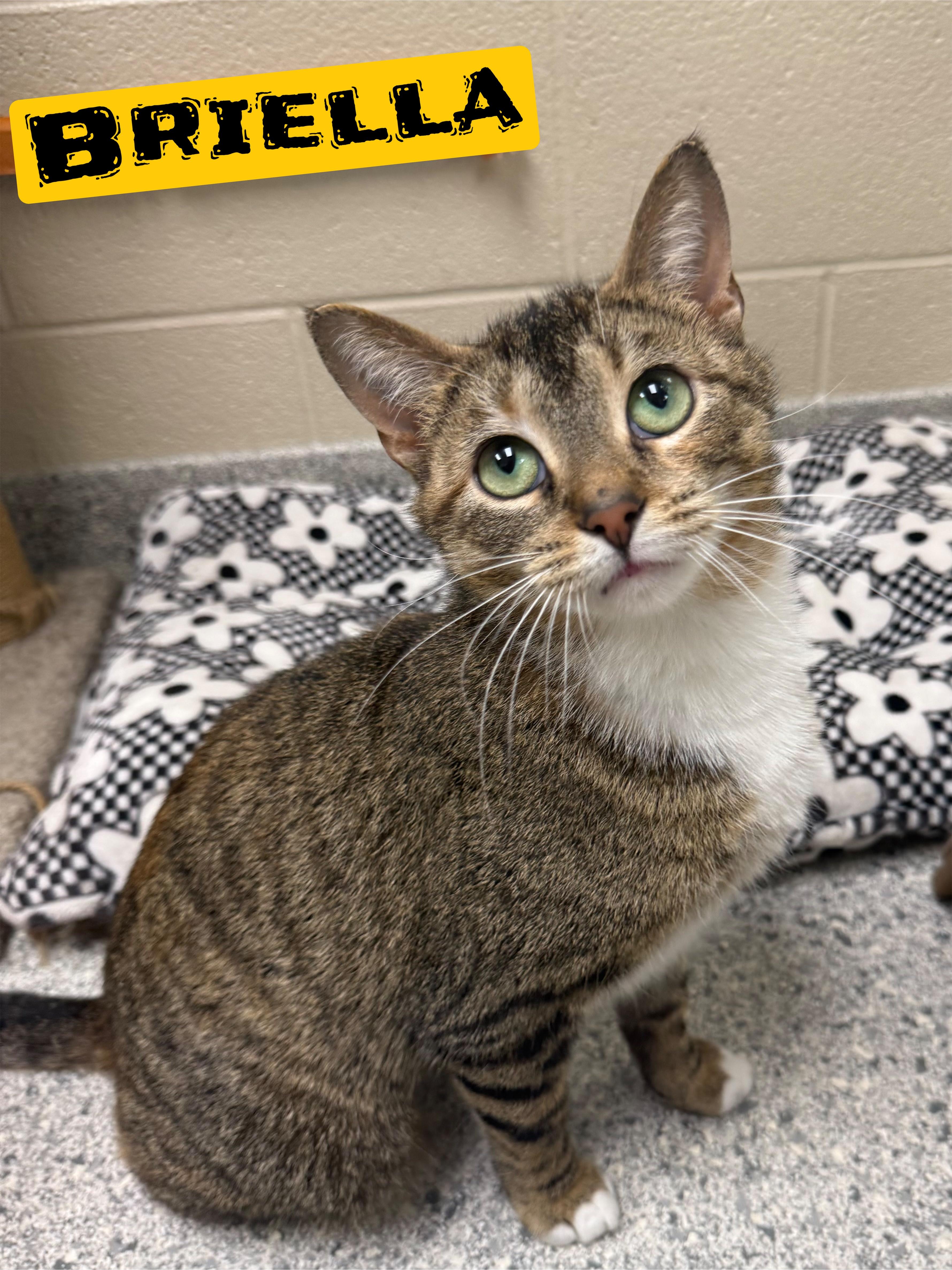 An adult medium-sized female Tabby (Brown / Chocolate) Domestic Short Hair cat named Briella for adoption in Valparaiso, IN
