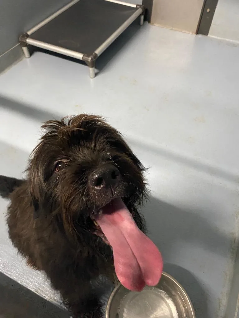 An adult large-sized female Mixed Breed dog named Rosie for adoption in Cartersville , GA