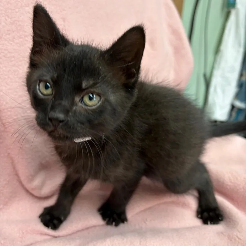 A baby small-sized male Black Domestic Short Hair cat named Dino for adoption in West Point, MS