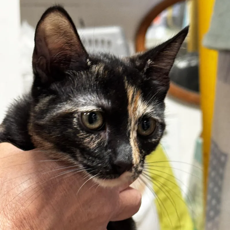 A young medium-sized female Tortoiseshell cat named Rosario Observant Tortie for adoption in Fountain Valley, CA