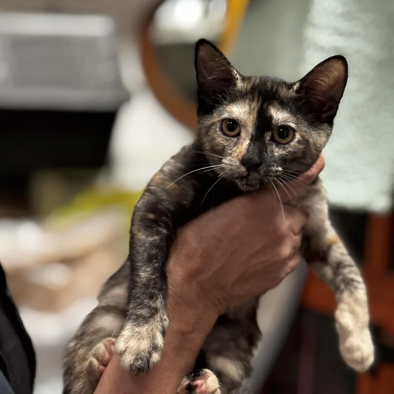Rosario Observant Tortie thumbnail 2