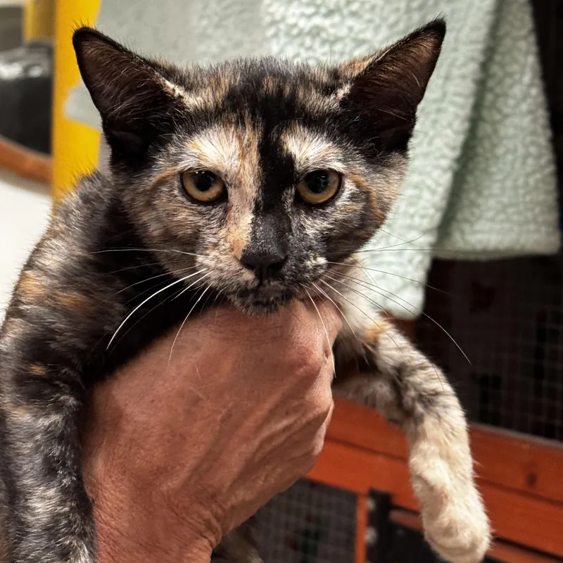 Rosario Observant Tortie thumbnail 3