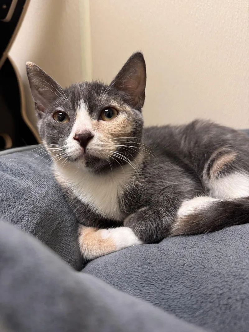 Serafina thumbnail 2