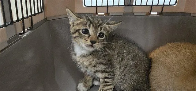 A baby small-sized male Brown / Chocolate Domestic Short Hair cat named Sweety for adoption in Tavares, FL
