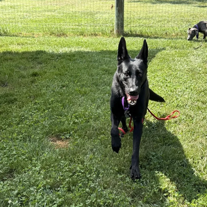 An adult medium-sized female Black Shepherd dog named Nebula for adoption in Marshall, VA