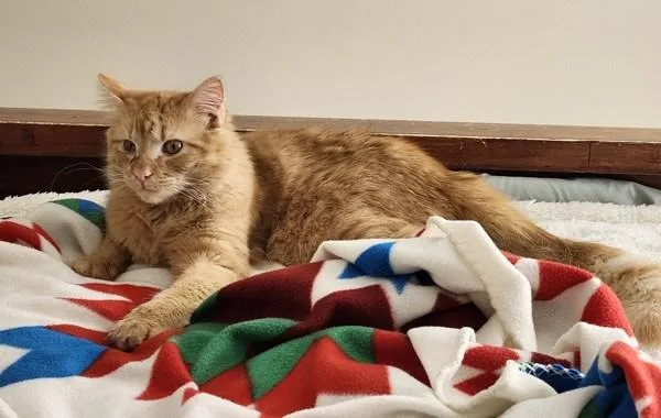 A young medium-sized male Domestic Medium Hair cat named Daniel for adoption in Stratham, NH