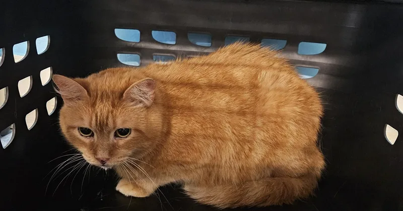 An adult large-sized male Domestic Medium Hair cat named Trent for adoption in Claremont, NH