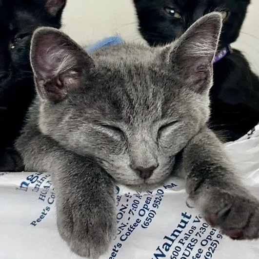 A baby small-sized male Gray / Blue / Silver Domestic Medium Hair cat named Reddy for adoption in Pleasant Hill, CA
