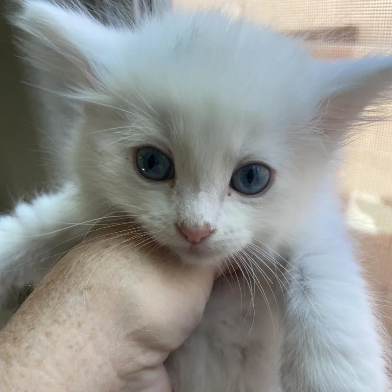 Elsa