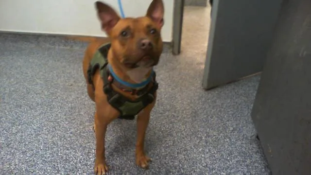 A young medium-sized male Pit Bull Terrier dog named Max for adoption in Charlotte, NC