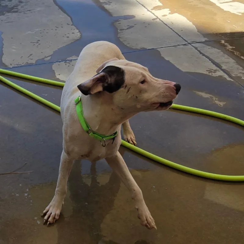 A young medium-sized male White / Cream Mixed Breed dog named John Paul for adoption in Freeport, FL