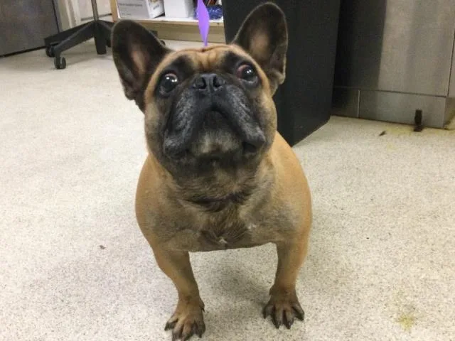 An adult medium-sized male French Bulldog dog named Spooky for adoption in Riverside, CA