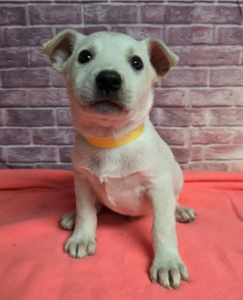A baby large-sized male Yellow / Tan / Blond / Fawn Pit Bull Terrier dog named Yellow for adoption in Sedalia, CO