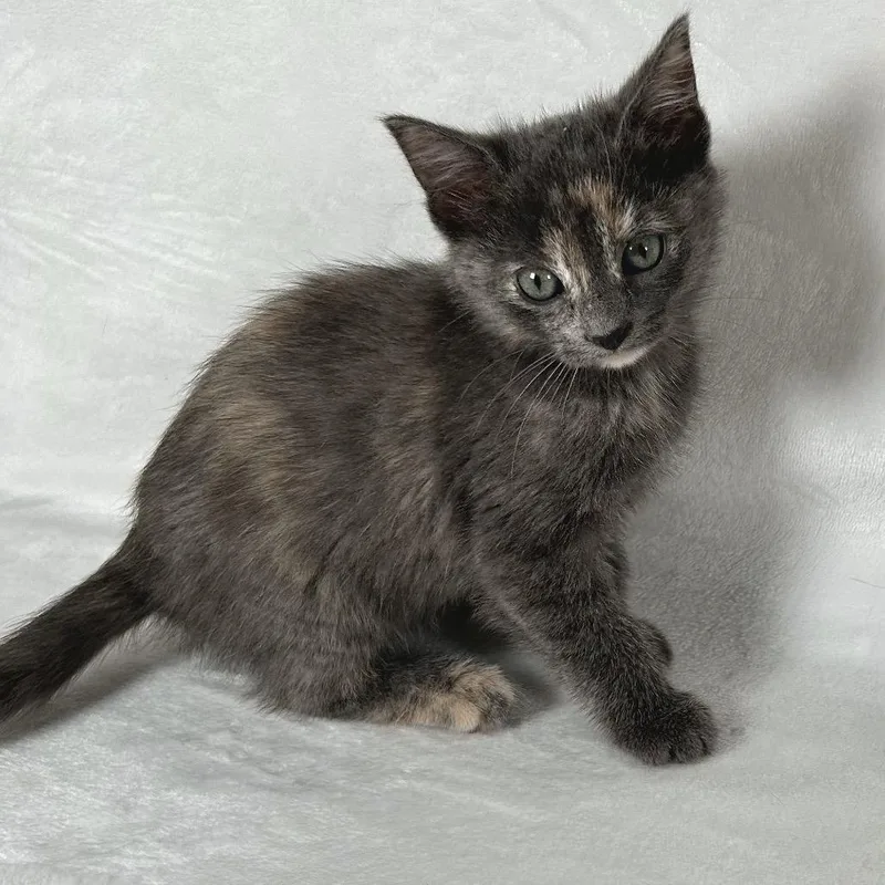 A baby small-sized female Domestic Short Hair cat named Rosemary for adoption in Johnson City, TN