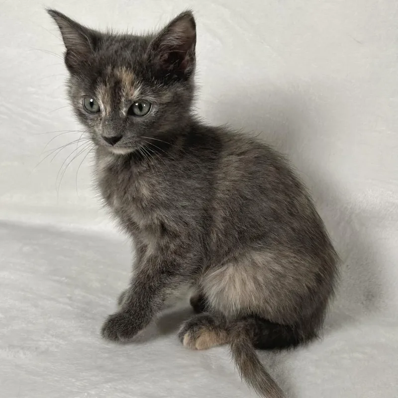 Rosemary thumbnail 2