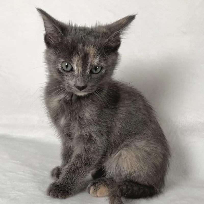 Rosemary thumbnail 3