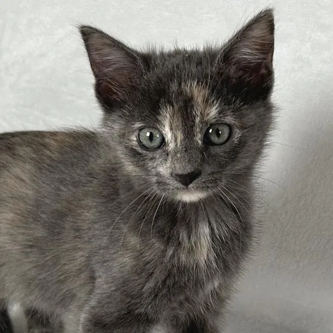 Rosemary thumbnail 4