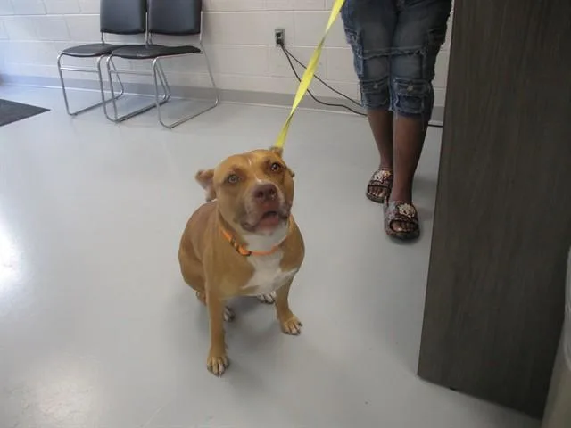 A young medium-sized male American Staffordshire Terrier dog named Biscuit for adoption in Ocala, FL