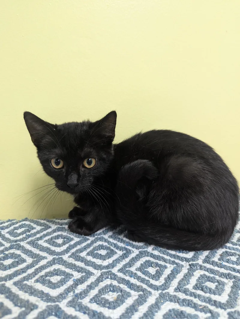 A baby medium-sized male Black Domestic Short Hair cat named Oliver Twist for adoption in Jackson, GA