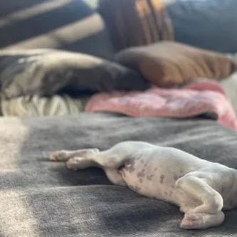 A baby small-sized female White / Cream Jack Russell Terrier dog named Browoncรฉ for adoption in Dallas, TX