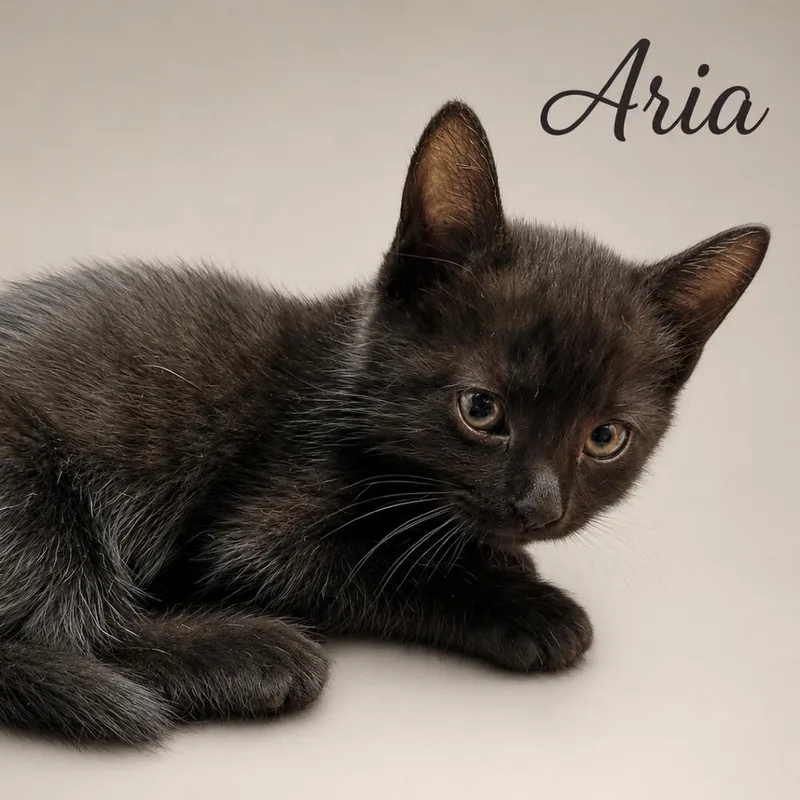 A baby small-sized female Black Domestic Short Hair cat named Aria for adoption in Tustin, CA