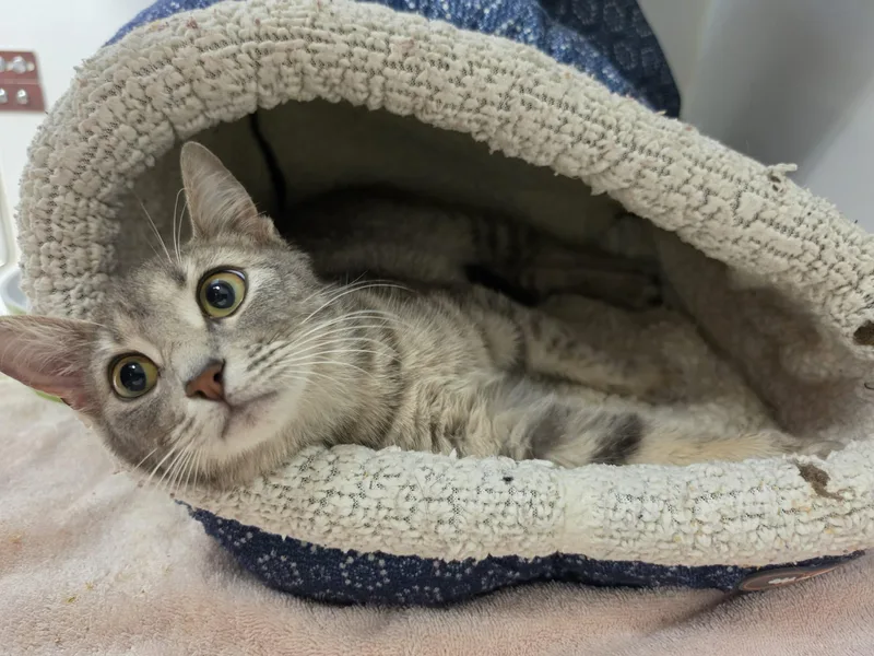A young medium-sized female Gray & White Domestic Short Hair cat named Belvita for adoption in Grants Pass, OR