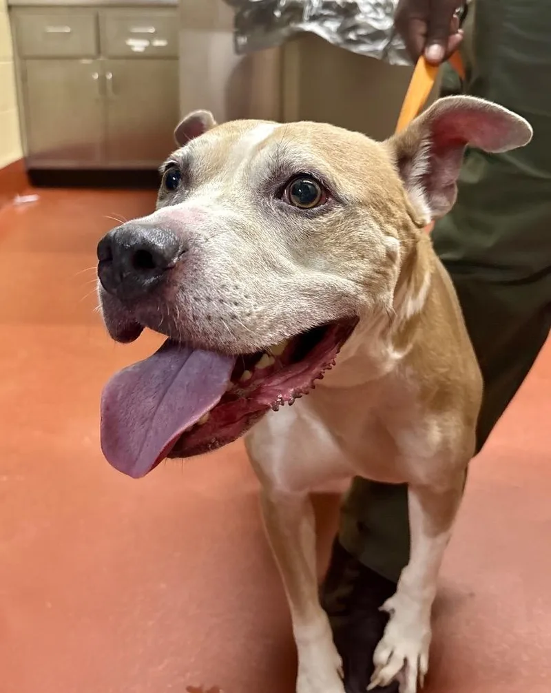A senior large-sized male Pit Bull Terrier dog named Dallas Young for adoption in Douglasville, GA