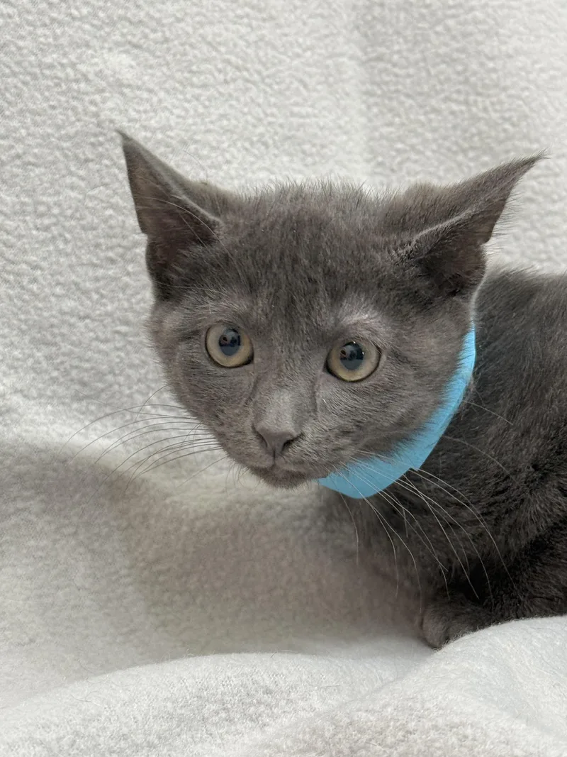 A baby medium-sized female Gray / Blue / Silver Domestic Short Hair cat named Arlo for adoption in Minneapolis, MN