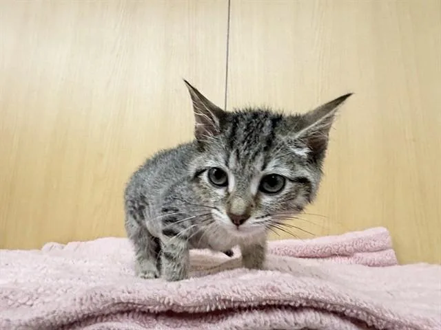 A baby small-sized female Domestic Medium Hair cat named Sprite for adoption in Saint Louis, MO