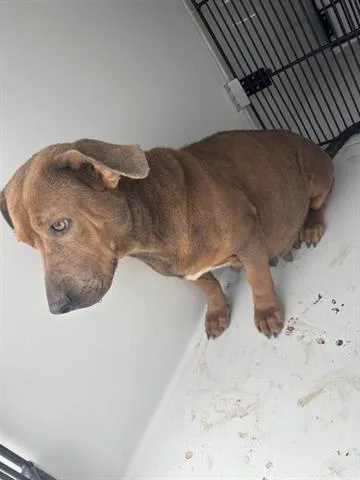 An adult medium-sized female Dachshund dog named A for adoption in Houston, TX