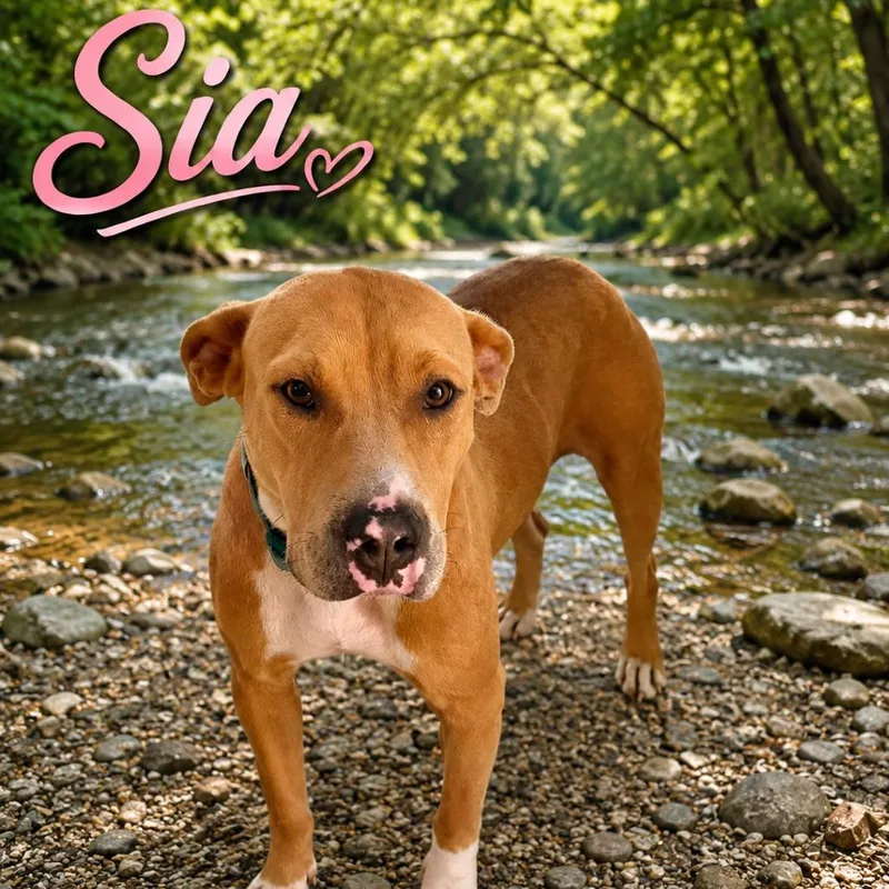 An adult medium-sized female Yellow / Tan / Blond / Fawn Mixed Breed dog named Sia for adoption in Hohenwald, TN