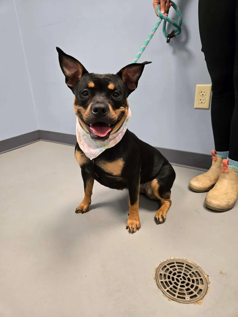A young medium-sized female Black Terrier dog named Tootsie Roll for adoption in Zanesville, OH