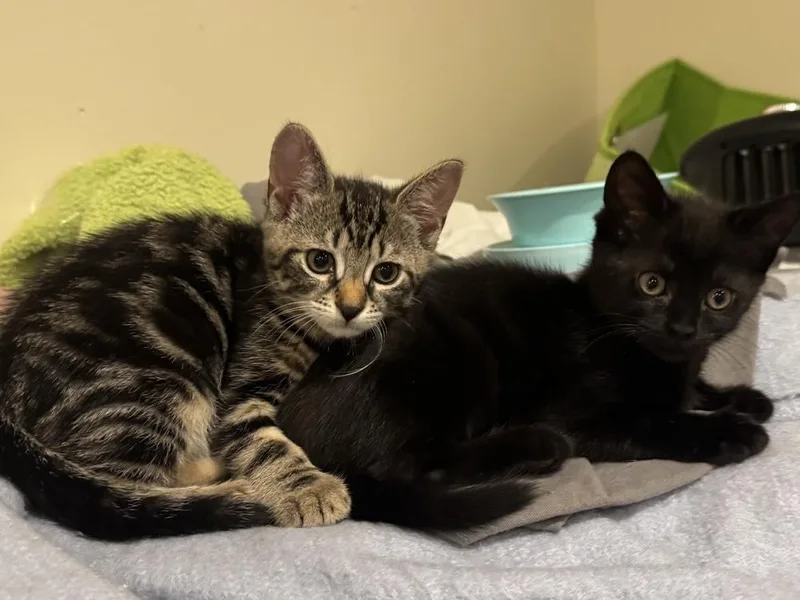 A baby small-sized female Tabby (Brown / Chocolate) Domestic Short Hair cat named Betty w Judy for adoption in Duxbury, MA