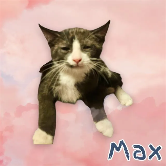 A baby small-sized male Domestic Short Hair cat named Max for adoption in Visalia, CA