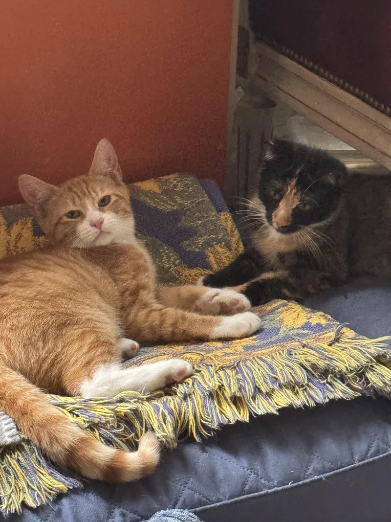 A baby small-sized male Orange & White Domestic Short Hair cat named Bowser for adoption in brooklyn, NY