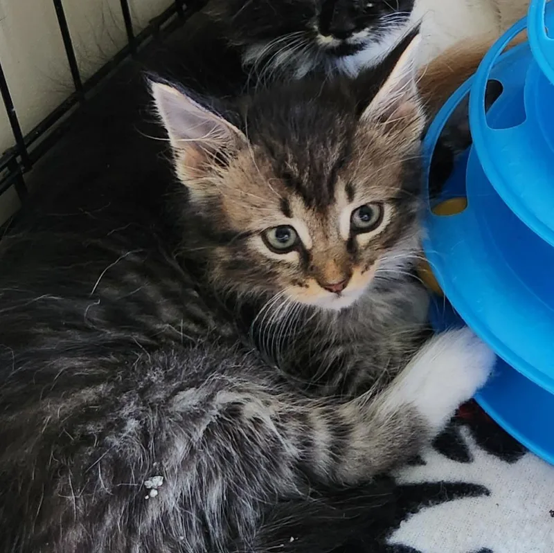 A baby medium-sized male Domestic Long Hair cat named Kevin for adoption in Brainardsville, NY