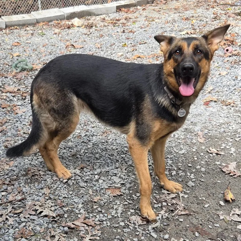 An adult medium-sized female German Shepherd Dog dog named Sheeba Jr. for adoption in New Ringgold, PA