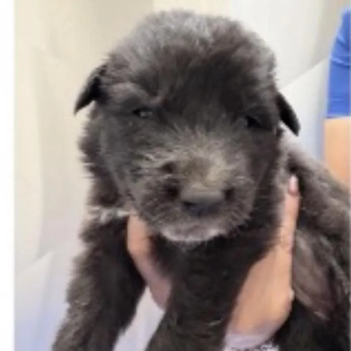 A baby small-sized female Black Mixed Breed dog named Mookie for adoption in Midland, TX